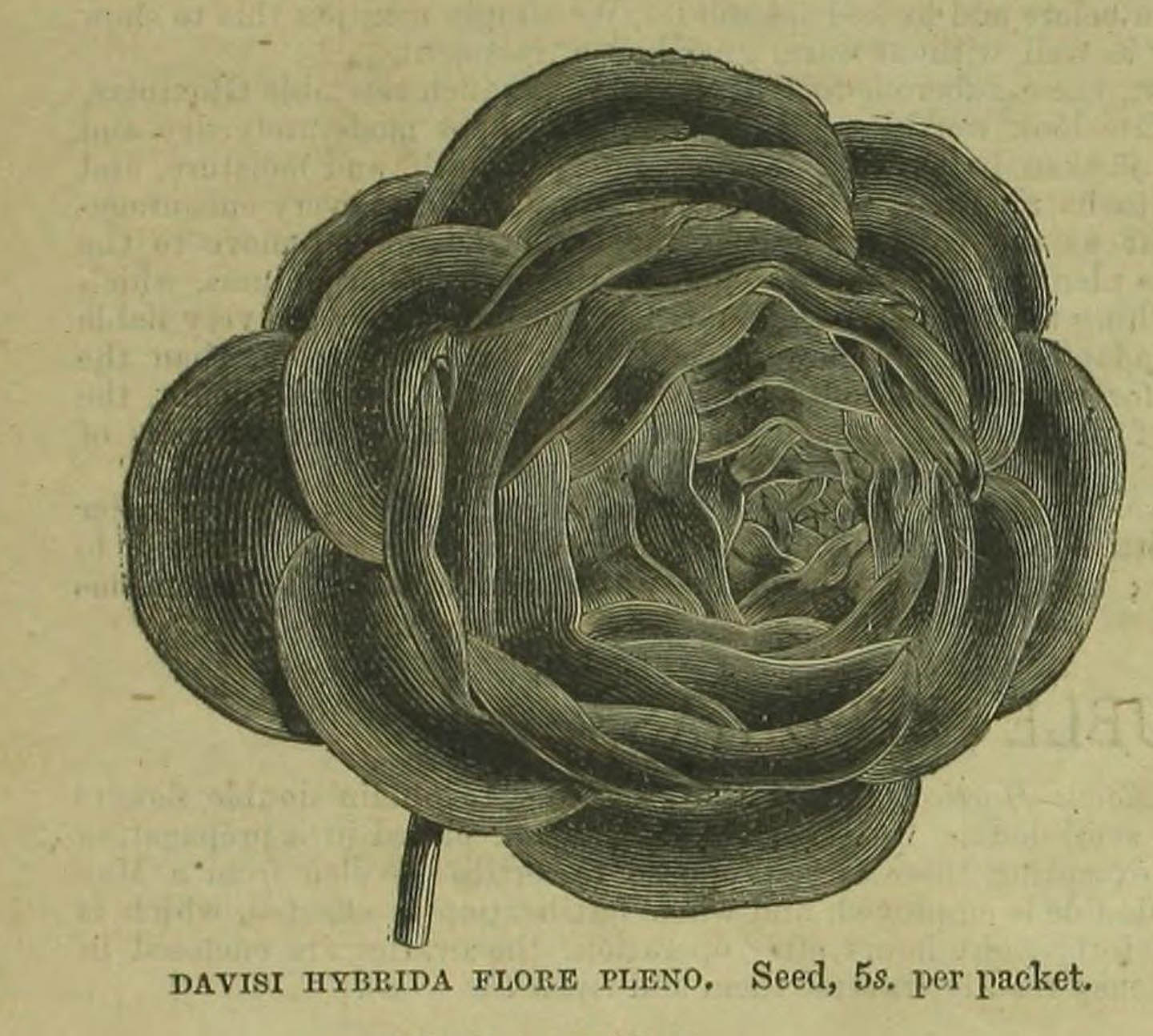 B. ‘Davisi Hybrida Flore Pleno’
